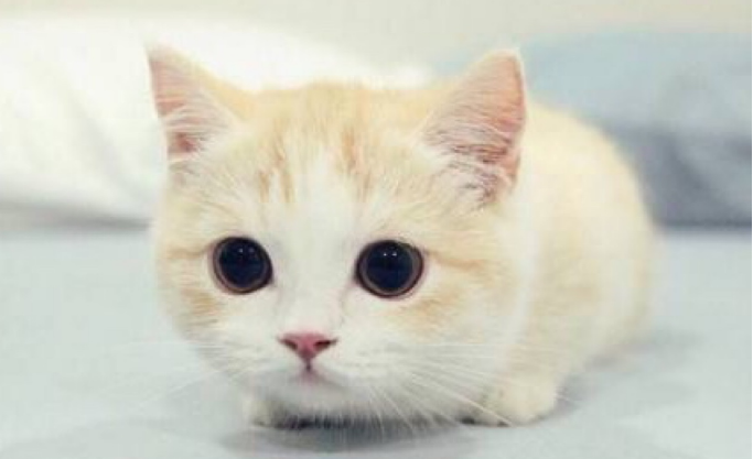 淘宝拍立淘拍猫猫任务怎么完成？天猫座的外星猫攻略